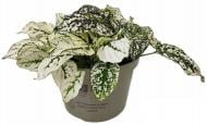 Растение Гипоэстес 11/15