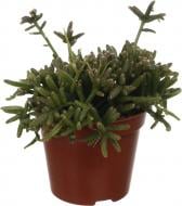 Растение Рипсалис 9/20