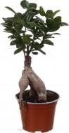 Растение Бонсай Микрокарпа d12/h35
