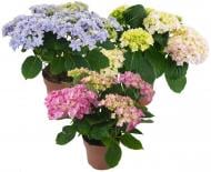 Растение Гидрангия 14/55 микс Растение Гидрангия 14/55 микс
