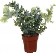 Растение Флебодиум 12/35