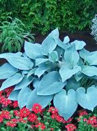 Корневище хосты Канадиан Блу 1 шт. Корневище хосты Канадиан Блу 1 шт.