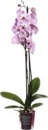 Растение Фаленопсис 12/75 2 гг элит микс