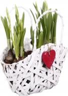 Рослина Кошик 24 Фаленопсіс 3 шт.