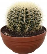 Растение комнатное Кактус эхиногрузон 24х25 см