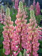 Кореневище люпину Зе Шателейн 1 шт.