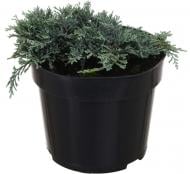 Растение Можжевельник Ice Blue C3