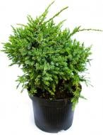 Растение Можжевельник 15/45 микс