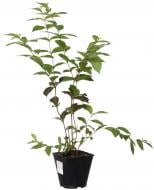 Саженец Вейгела (3 л)