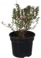 Рослина Барбарис тунберга Admiration С3