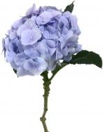 Гортензия Verena Blauw 65 см голубой (Нидерланды)