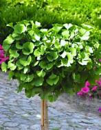 Растение Гинкго двухлопастное Ginkgo biloba 10L h-150-170 см