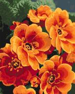 Картина по номерам Примула оранжевая Идейка