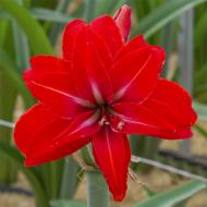 Луковица Гиппеаструм Double Delicious 1 шт. Яскрава