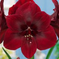 Луковица Гиппеаструм Premiere 1 шт. Яскрава