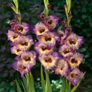 Луковица Гладиолус Крупноцветковый Qui Vive 3 шт. Яскрава