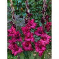 Луковица Гладиолус Гофрированный Mighty Joe Frizzle 3 шт. Яскрава