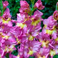 Луковица Гладиолус Крупноцветковый Sunbelt 3 шт. Яскрава