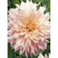 Корнеклубень Георгина высокорослая Cafe Au Lait 1 шт. Яскрава