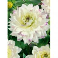 Корнеклубень Георгина высокорослая Crazy Love 1 шт. Яскрава