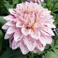 Корнеклубень Георгина Imagion 1 шт. Яскрава