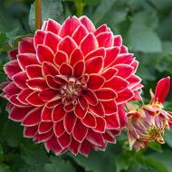 Корнеклубень Георгина Maxime 1 шт. Яскрава