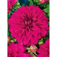 Коренебульба Жоржина високоросла Thomas A Edisson 1 шт. Яскрава