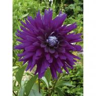 Корнеклубень Георгина кактусовая Purple Gem 1 шт. Яскрава