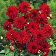 Корнеклубень Георгина кактусовая Red Pygmy 1 шт. Яскрава