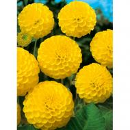 Корнеклубень Георгина Помпонная Deepest Yellow 1 шт. Яскрава