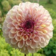 Корнеклубень Георгина Помпонная Little William 1 шт. Яскрава