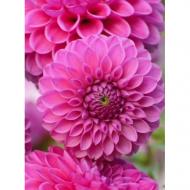 Корнеклубень Георгина помпонная Sandra 1 шт. Яскрава