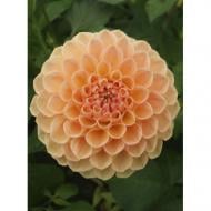 Корнеклубень Георгина Помпонная Sylvia 1 шт. Яскрава