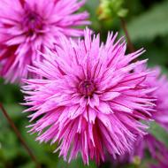 Корнеклубень Георгина Striped Ambition 1 шт. Яскрава