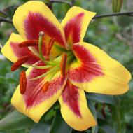 Цибулина Лілія ОТ гібрид Robert Swanson 1 шт. Яскрава