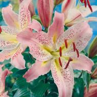 Цибулина Лілія Coral Queen 1 шт. Яскрава