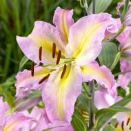 Цибулина Лілія Hocus Pocus 1 шт. Яскрава