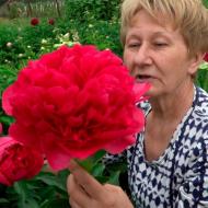 Кореневище Півонія трав'яниста Command Performance 1 шт. Яскрава