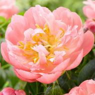 Растение Пион травянистый высокий Pink Hawaiian Coral 1 шт. Яскрава Растение Пион травянистый высокий Pink Hawaiian Coral 1 шт. Яскрава
