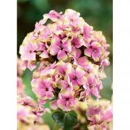 Корневище Флокс Sherbet Blend 1 шт. Яскрава Корневище Флокс Sherbet Blend 1 шт. Яскрава