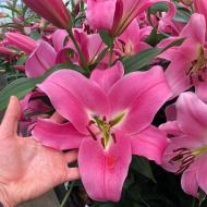 Луковица Лилия с гигантским цветком Corinthe 1 шт. Яскрава