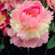 Корневище Пион травянистый Sorbet 1 шт. Яскрава