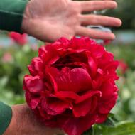 Корневище Пион травянистый Henry Bockstoce 1 шт. Яскрава