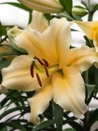 Луковица Амсонія Бі Ві лилии ОТ Корковадо 1 шт.