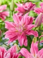 Луковица VWS EXPORT – IMPORT OF FLOWERBULBS B.V. лилии восточной махровой Каданго 1 шт.