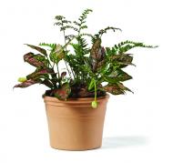 Вазон керамічний TeraPlast MARTE TERRA TENUE круглий 7,4 л теракот (18203023509) Вазон керамічний TeraPlast MARTE TERRA TENUE круглий 7,4 л теракот (18203023509)