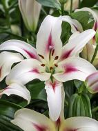 Луковица VWS EXPORT – IMPORT OF FLOWERBULBS B.V. лилии ОТ Нимф 20/22 1 шт.