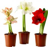 Растение комнатное Гипеаструм 12x35-40 микс Растение комнатное Гипеаструм 12x35-40 микс