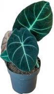 Рослина Алоказія Black Velvet 17x40 см Рослина Алоказія Black Velvet 17x40 см
