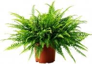 Растение Нефролепись Green Lady 12x45-50 см